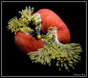 Red Anemone by Dray Van Beeck 
